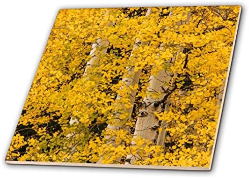3dRose Sarı Sonbahar Titrek Kavak Ağaçları, Uncompahgre NF, Colorado 6 inç Dekoratif Fayans, Açık