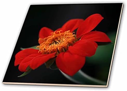 Çiçek açan turuncu bir Meksika Ayçiçeğinin 3dRose Makro fotoğrafı. - Fayans (ct_350924_1)