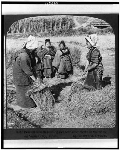 HistoricalFindings Fotoğraf: Pirinç,Çelik Taraklar,Suruga Körfezi,Japonya,c1906,Hasat,c1906'ya Giden Köylü Kadınlar
